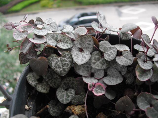 情人节送多肉咋说,多肉情人节礼物