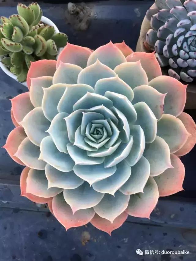 多肉是黯淡生活里的良药,多肉是解决烦恼和疲惫的良药
