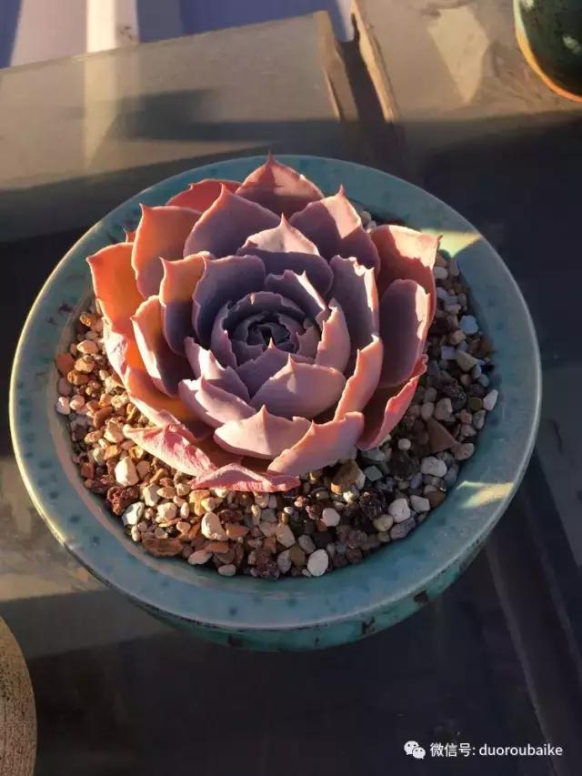多肉是黯淡生活里的良药,多肉是解决烦恼和疲惫的良药