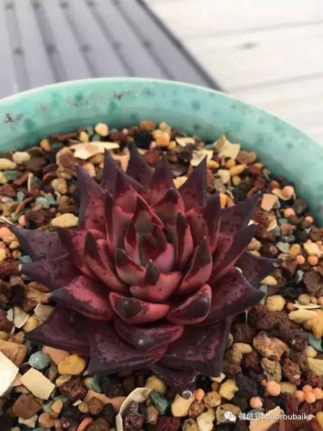 多肉是黯淡生活里的良药,多肉是解决烦恼和疲惫的良药