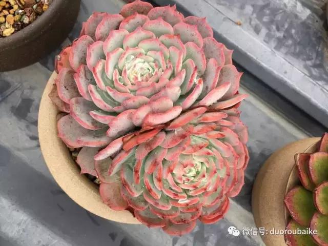 多肉是黯淡生活里的良药,多肉是解决烦恼和疲惫的良药