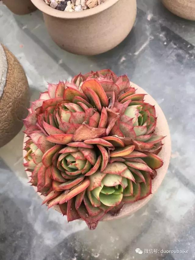 多肉是黯淡生活里的良药,多肉是解决烦恼和疲惫的良药