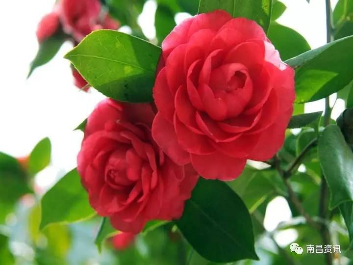 南昌出发最便宜的飞机票,南昌出发到哪里的机票最便宜