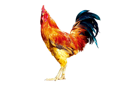 东北十大名鸡排名,东北鸡出名