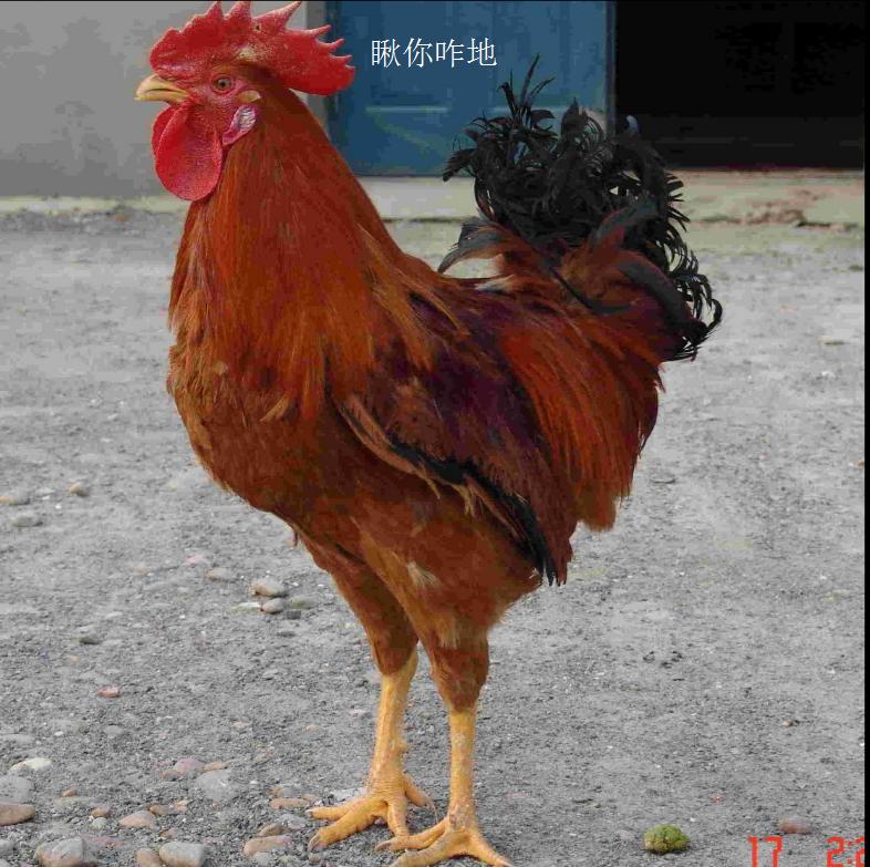 东北十大名鸡排名,东北鸡出名