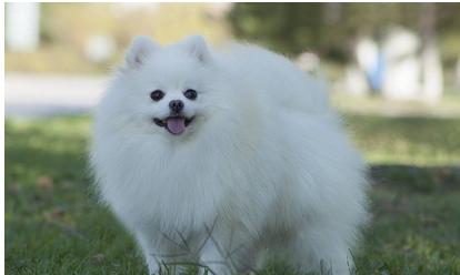 购买宠物狗注意事项和细节有哪些,这几种狗狗千万别丢掉否则会牺牲