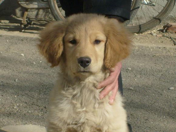 购买宠物狗注意事项和细节有哪些,这几种狗狗千万别丢掉否则会牺牲