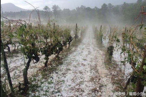 葡萄的种植条件是什么,葡萄种植辛苦吗