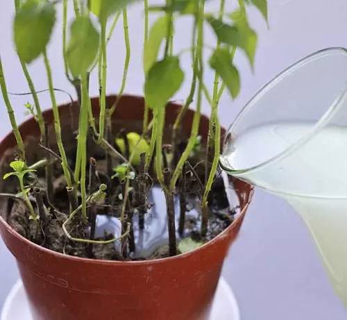 淘米水属于什么肥料,原来淘米水还有这么多妙用