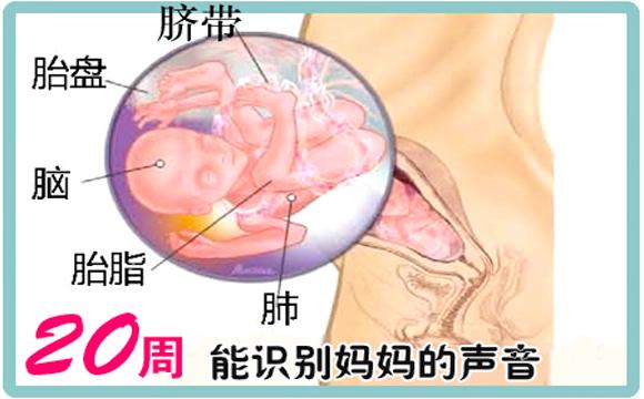 细数从怀孕到分娩期间胎儿胎动的具体含义，孕妈可以对号入座