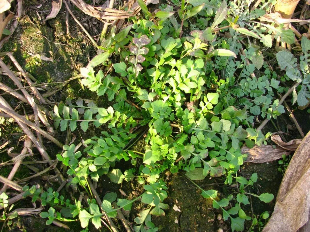 本草纲目中的荠菜,本草纲目荠菜图片