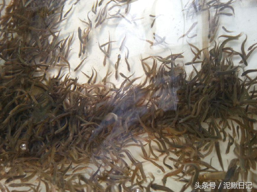 养泥鳅要注意事项,养泥鳅需要注意哪些细节