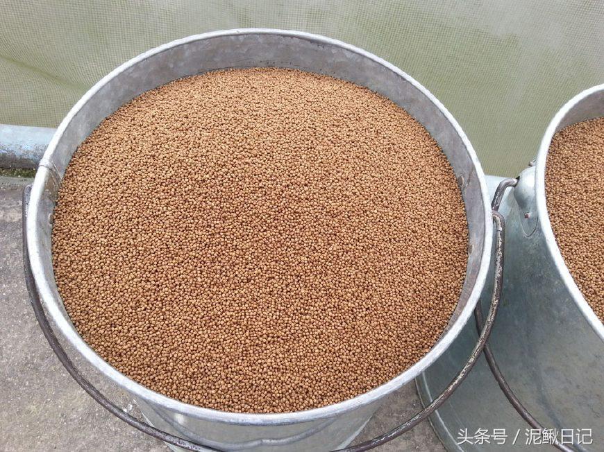 养泥鳅要注意事项,养泥鳅需要注意哪些细节