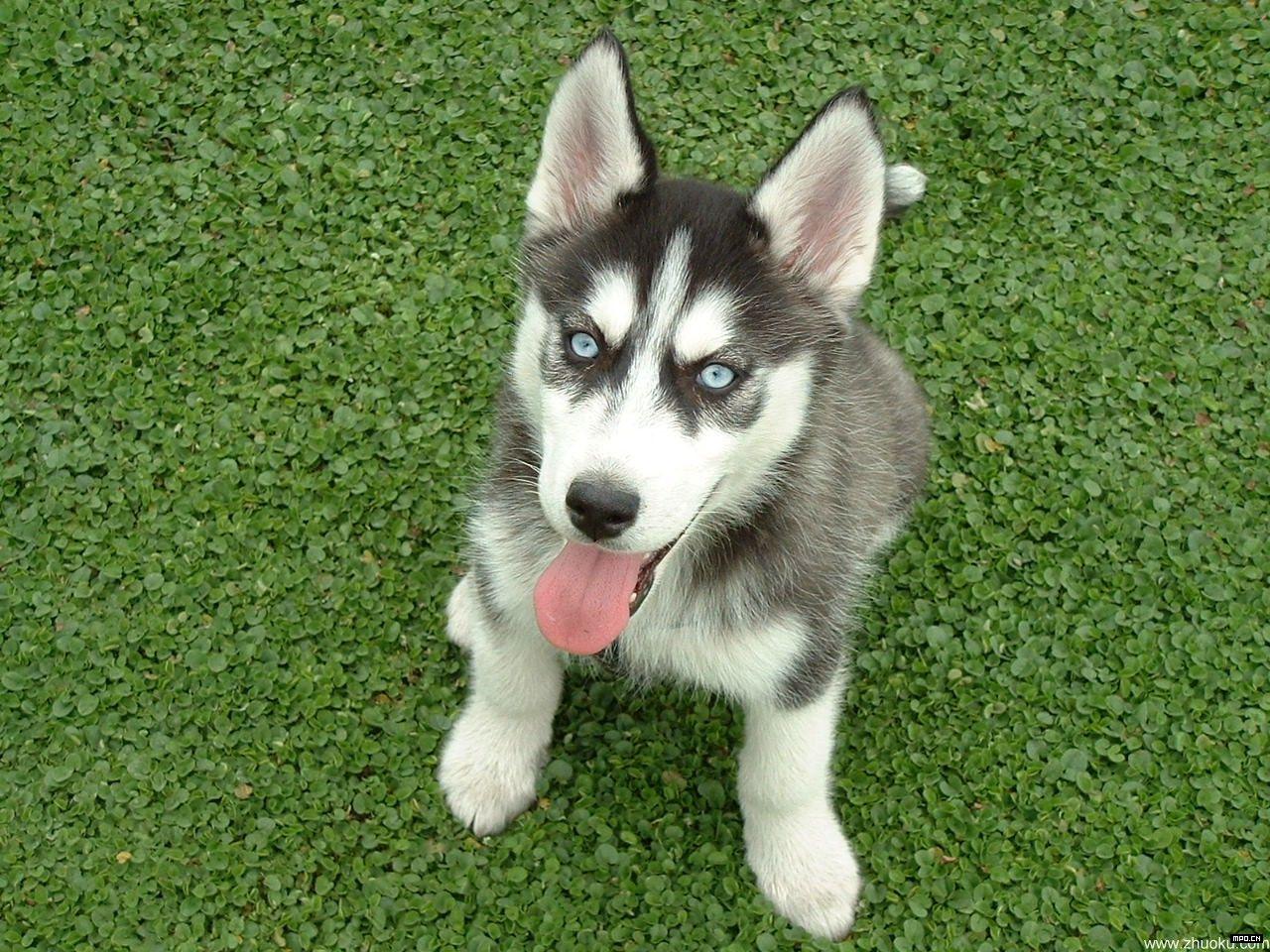 哈士奇购买途径,如何挑选购买哈士奇