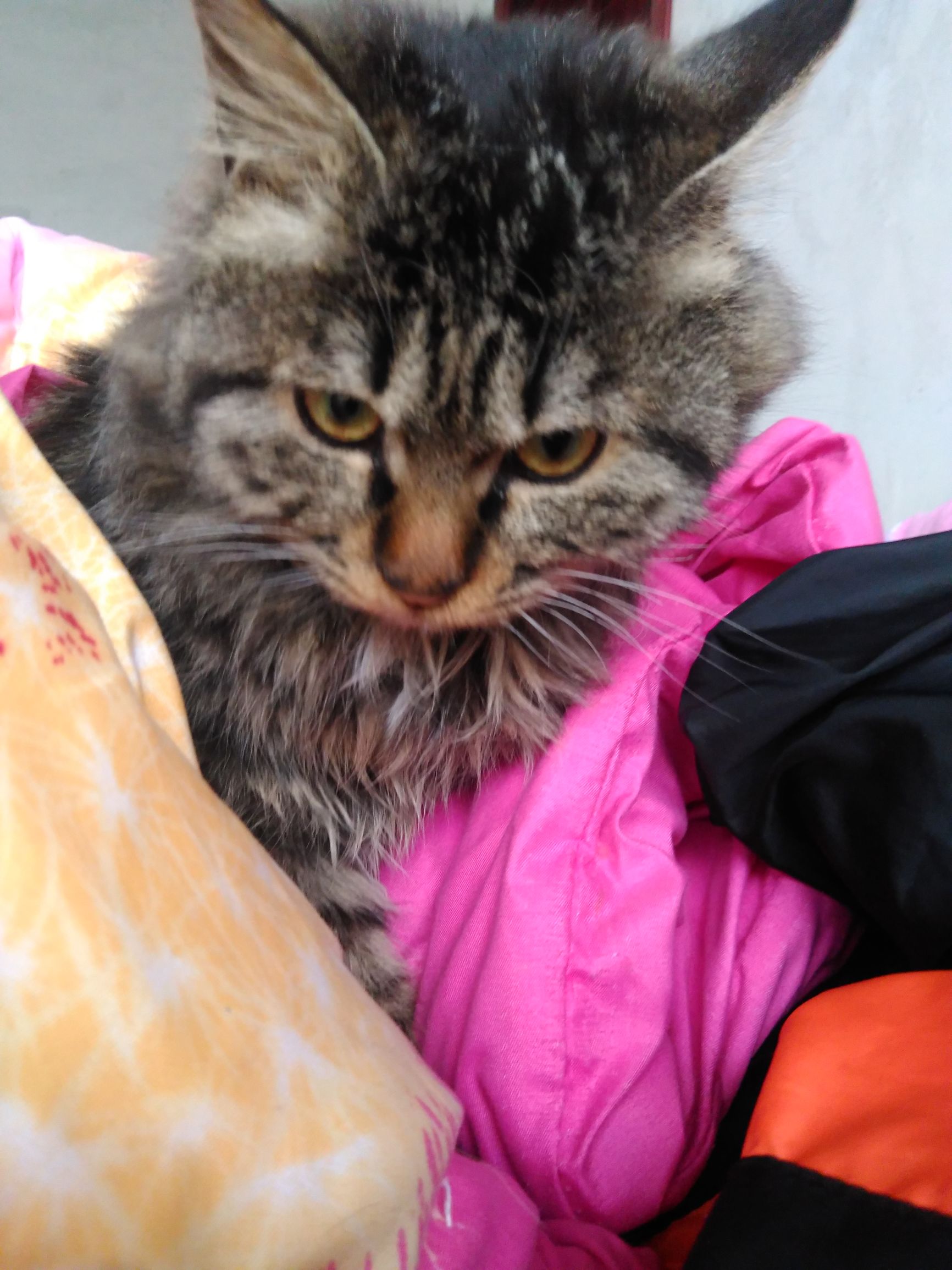 养了个假狗会怎么样,养了一只假猫真的不好吗