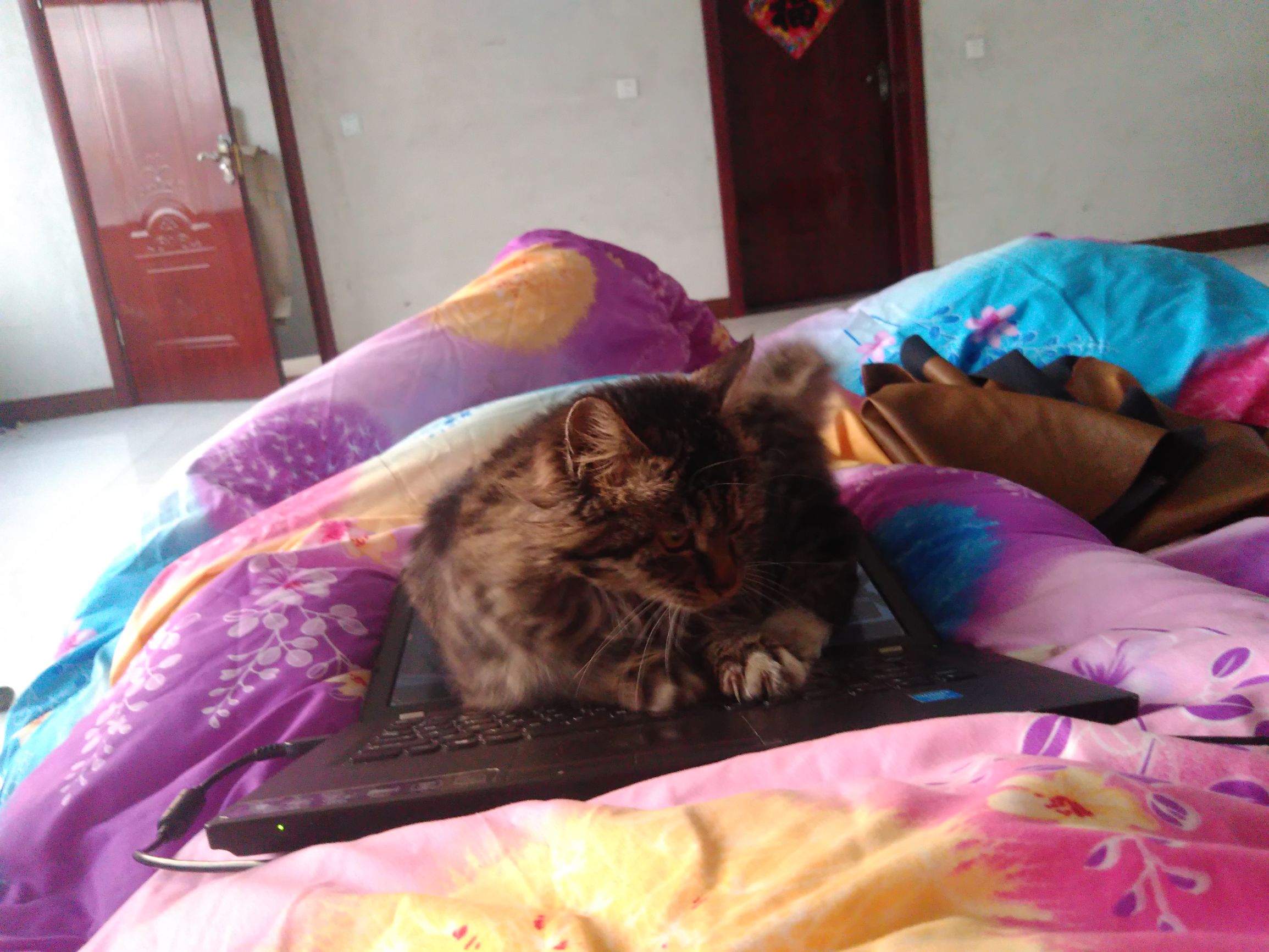 养了个假狗会怎么样,养了一只假猫真的不好吗