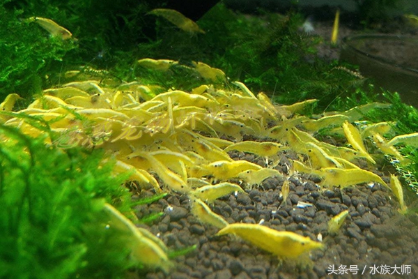 养观赏虾的基本知识有哪些,观赏米虾混色养好还是单色养好