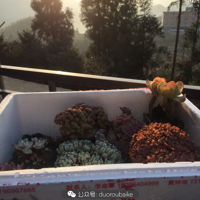 关于多肉植物的国画,多肉山水画