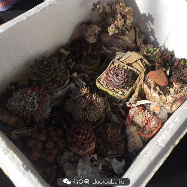 关于多肉植物的国画,多肉山水画