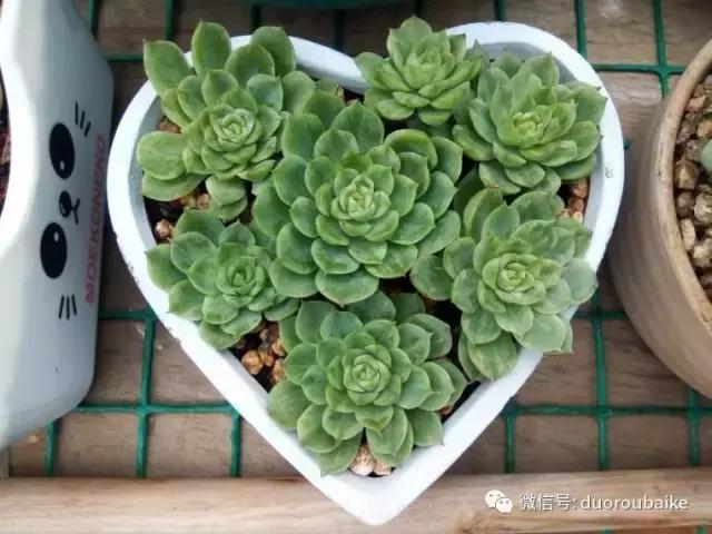 效果感人的多肉对比：终于等到你，还好我没放弃！