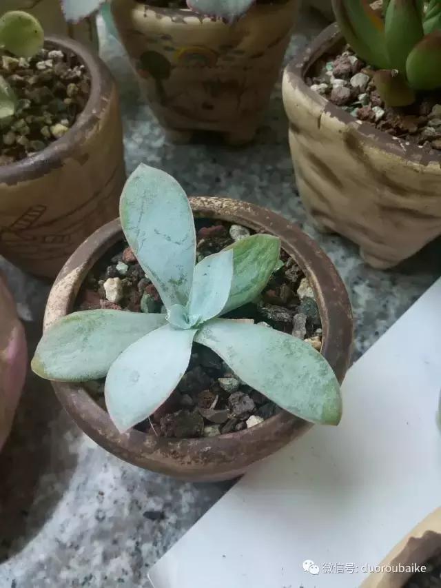 效果感人的多肉对比：终于等到你，还好我没放弃！