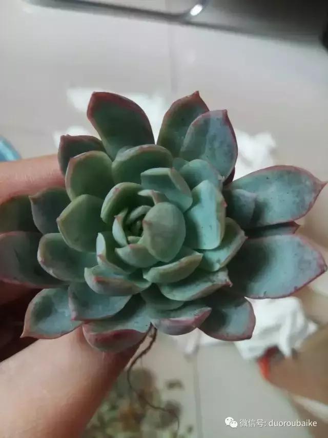 效果感人的多肉对比：终于等到你，还好我没放弃！