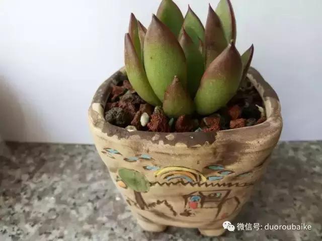 效果感人的多肉对比：终于等到你，还好我没放弃！