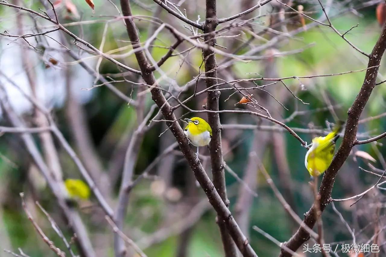 微信群发拜年祝福语怎么发,微信拜年群发