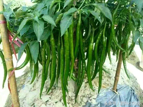 含量3个18的复合肥是好肥料吗,复合肥料高钾肥有多长效