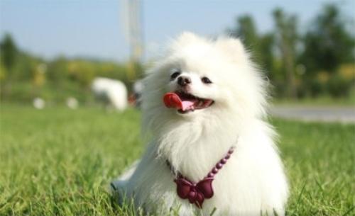 狗狗便便稀而且很粘稠这是怎么了,狗狗便便很软是怎么回事