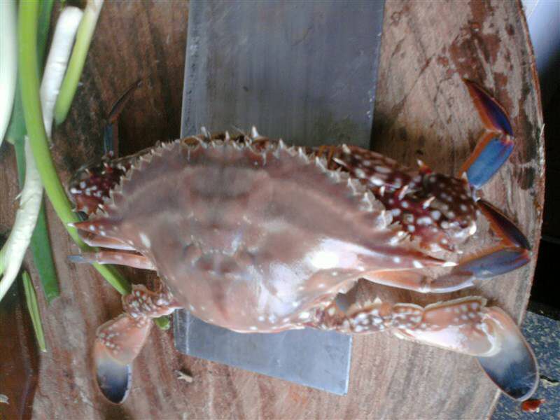秦皇岛海鲜吃到爽,秦皇岛海港区吃海鲜靠谱便宜