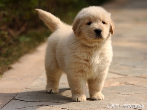 买到的小狗怎么处理,买小狗查出细小该怎么维权