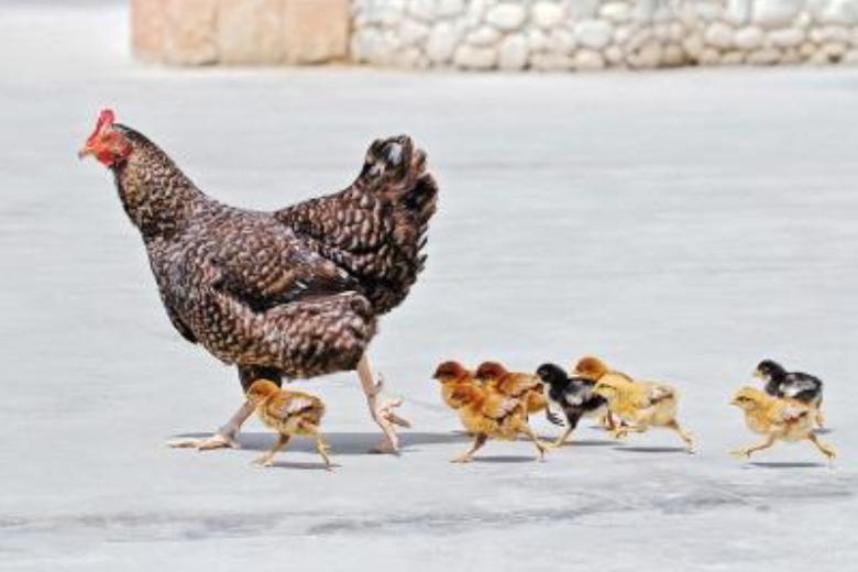 梦见下蛋的母鸡,做梦梦见母鸡下蛋