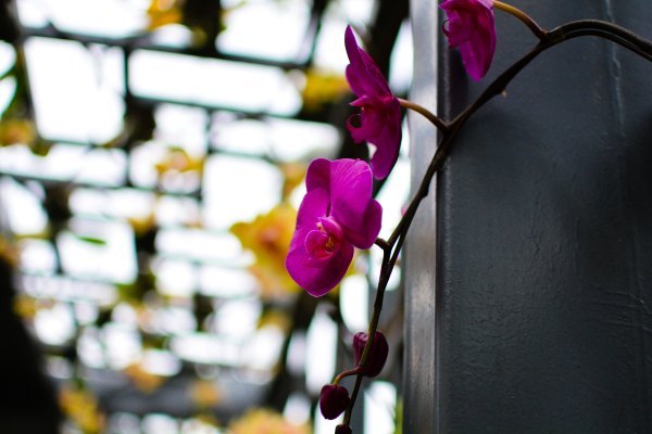 盆栽国色天香,国色天香立春