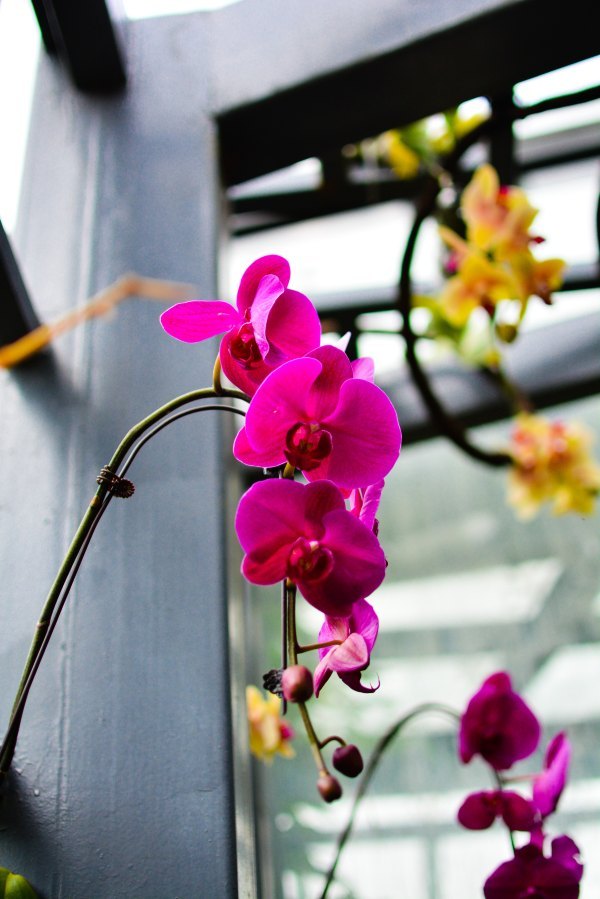 盆栽国色天香,国色天香立春