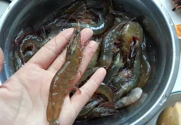 秦皇岛海鲜吃到爽,秦皇岛海港区吃海鲜靠谱便宜