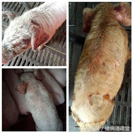 猪排尿困难不吃食怎么办,猪排尿困难最有效的方法