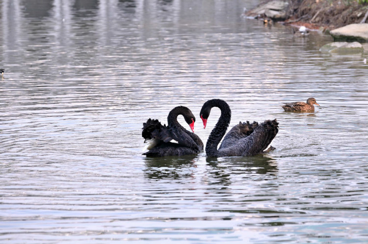 从成语看古人秀恩爱的招数，虐不死算我的！