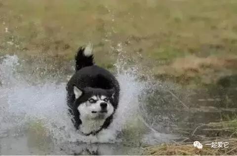 宠知识不太冷,哈士奇从小养会撒手没吗