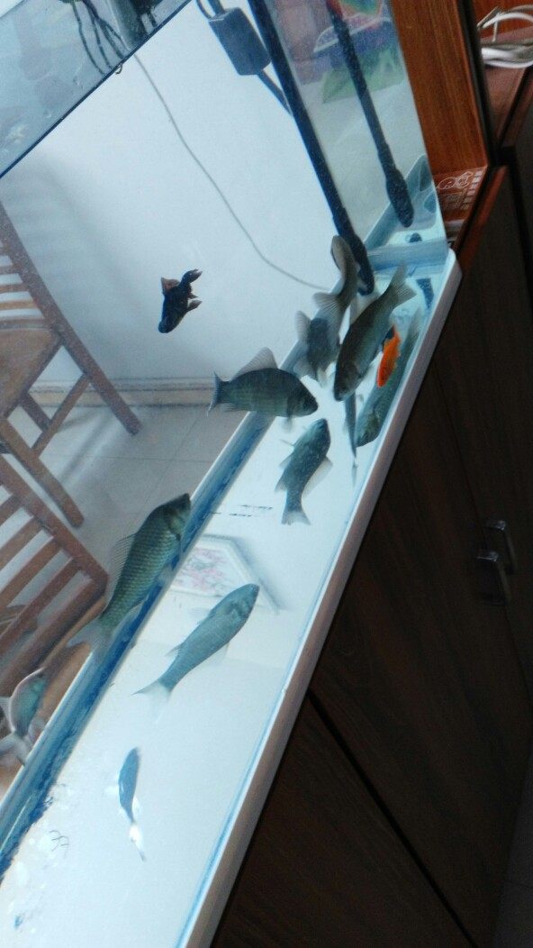 鱼缸养鲫鱼和金鱼,在鱼缸里养金鱼和鱼苗