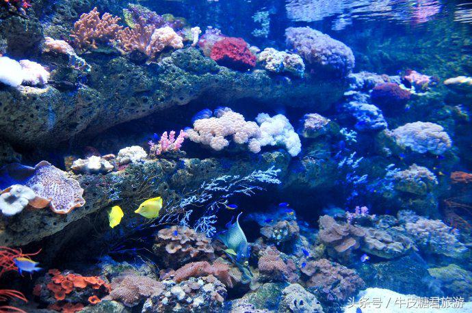 北京工体富国海底世界周边玩乐,北京富国海底世界海洋水族馆