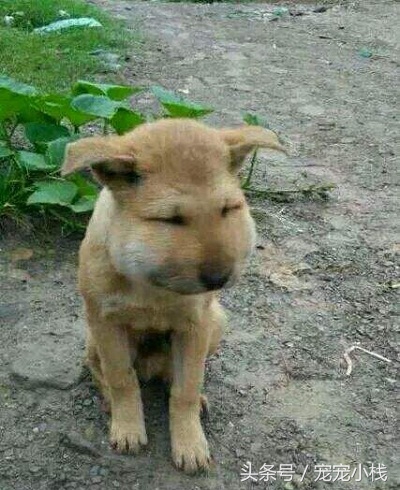 被马蜂蛰的狗狗的真相,狗狗被蜜蜂蜇伤后别只顾着笑