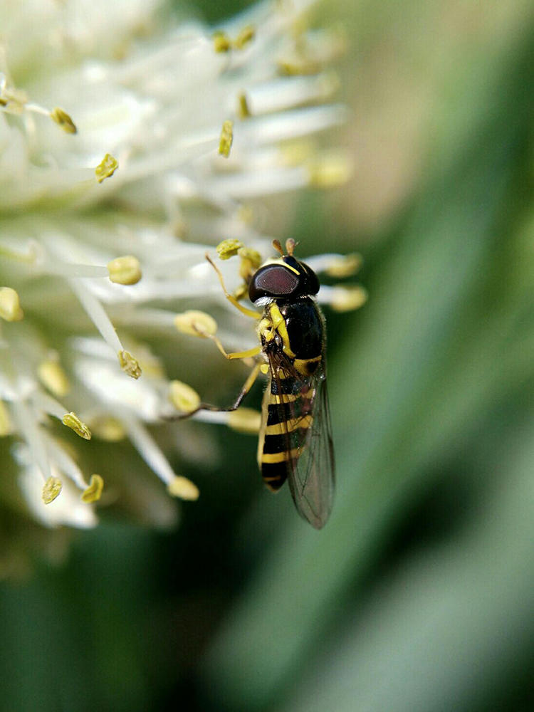 努比亚手机的拍照效果,努比亚拍照效果有多强
