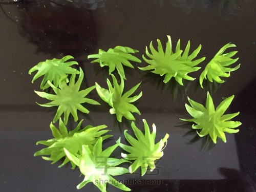 荞葭烫花-玛格丽特