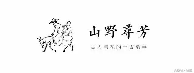 可囊可食,可嗅可观,可插可戴的玫瑰,才是“真玫瑰”