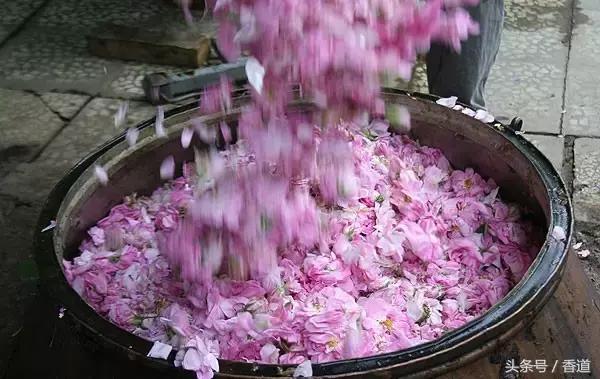 可囊可食,可嗅可观,可插可戴的玫瑰,才是“真玫瑰”