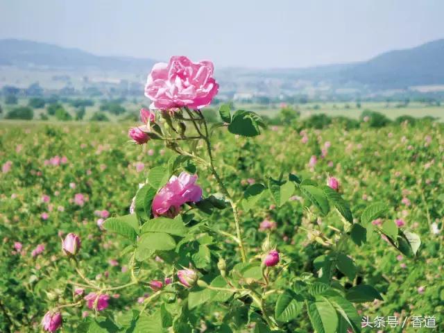可囊可食,可嗅可观,可插可戴的玫瑰,才是“真玫瑰”