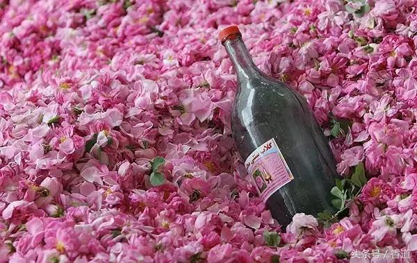 可囊可食,可嗅可观,可插可戴的玫瑰,才是“真玫瑰”