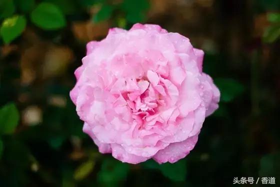 可囊可食,可嗅可观,可插可戴的玫瑰,才是“真玫瑰”