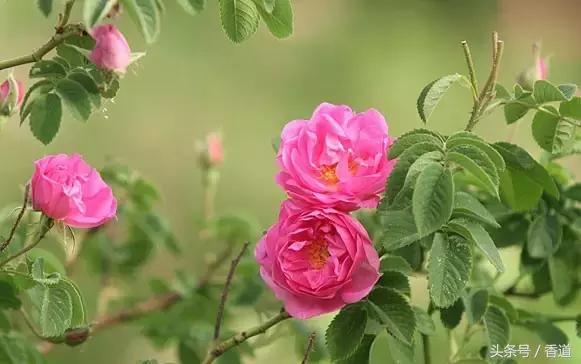 可囊可食,可嗅可观,可插可戴的玫瑰,才是“真玫瑰”